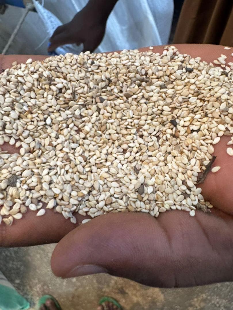 Natural Sesame Seeds