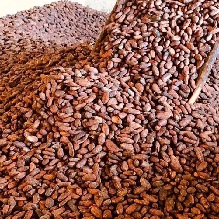 Cocoa Beans (Sun-Dried)